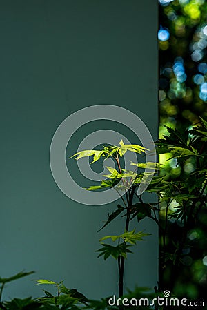 Beautiful flower arrangement decorationï¼ŒGreen plants bathed in sunlight Stock Photo